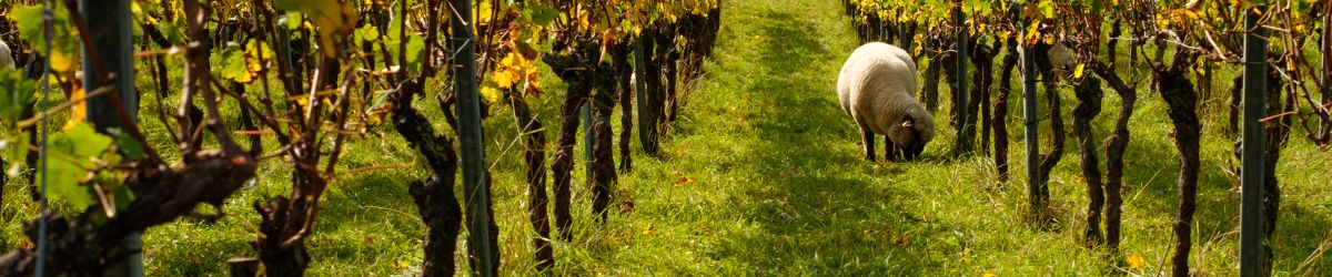 La Storia del Vino Pecorino in Abruzzo